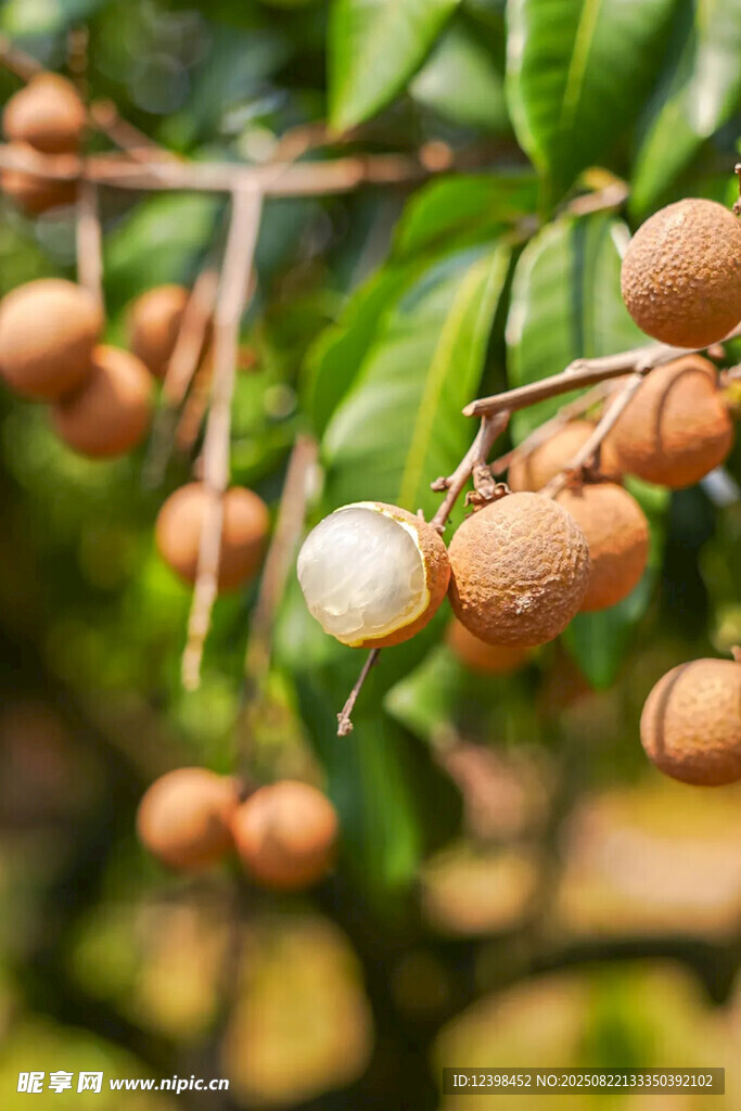 枝頭飽滿的新鮮龍眼