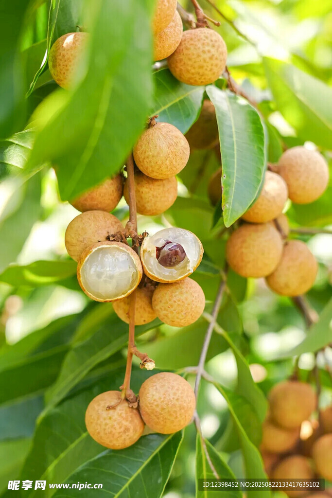 龍眼果