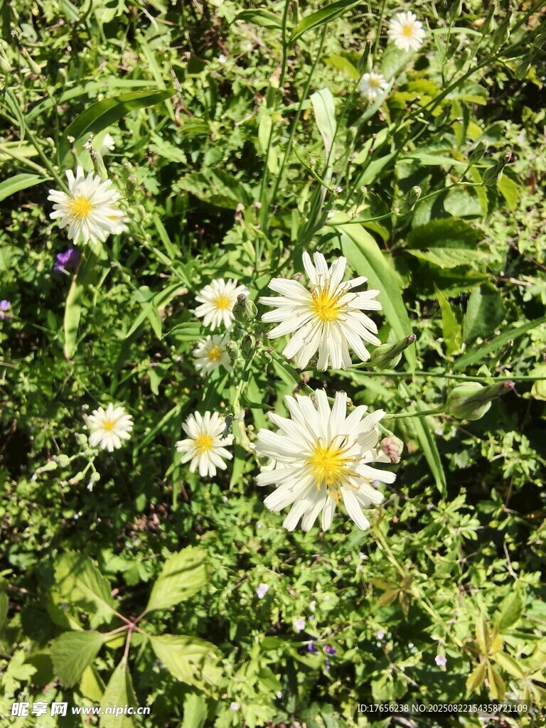 草地上的白色雛菊