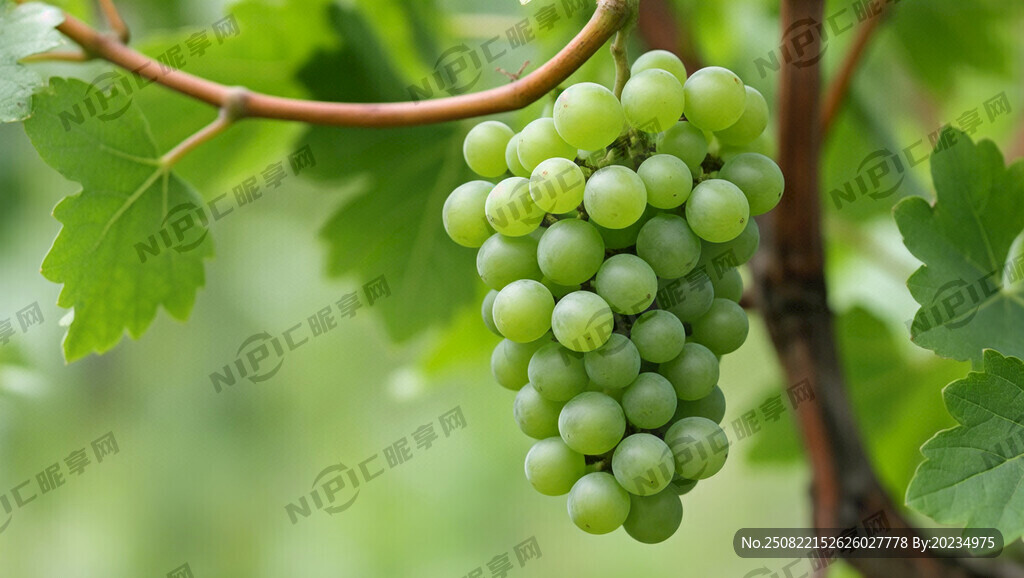 一顆 綠葡萄