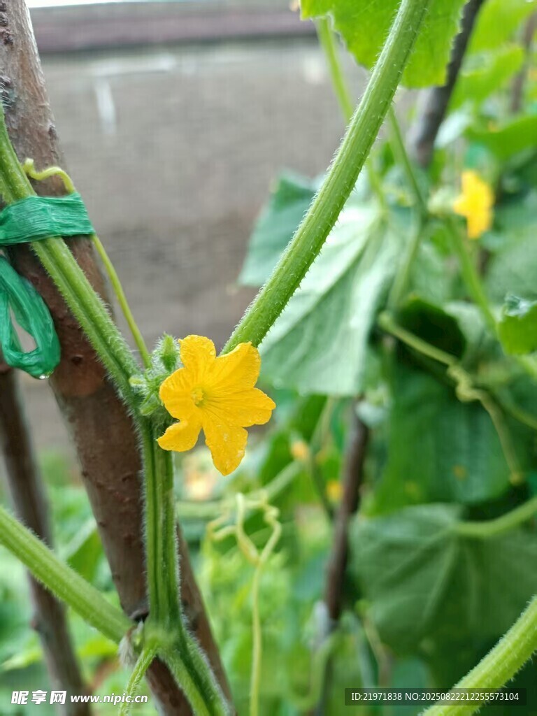 黃瓜藤上的黃色小花