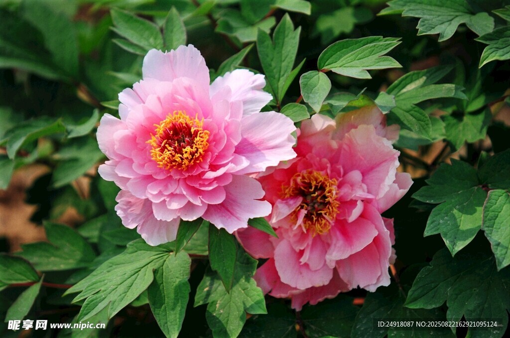鮮花特寫(xiě) 花朵 花卉