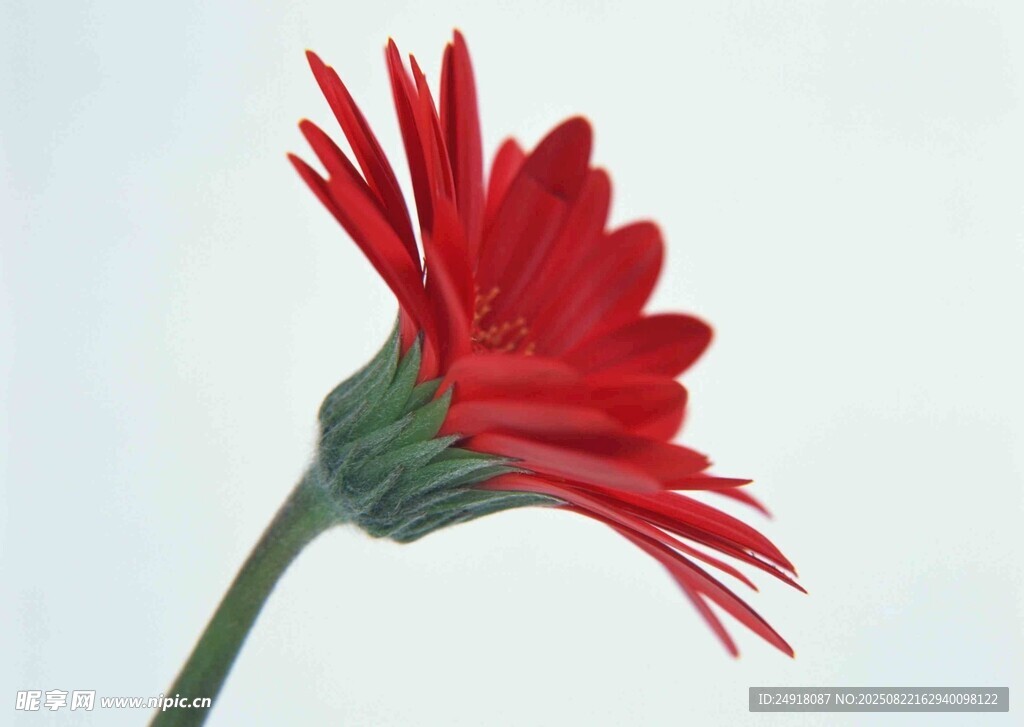 鮮花特寫 花朵 花卉 