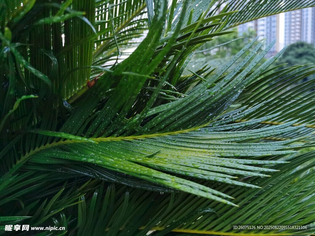 翠綠棕櫚葉特寫