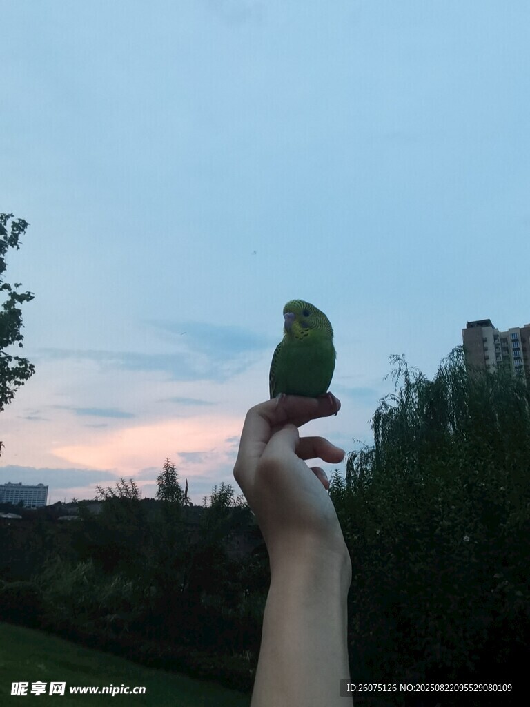 手托虎皮鸚鵡賞黃昏美景