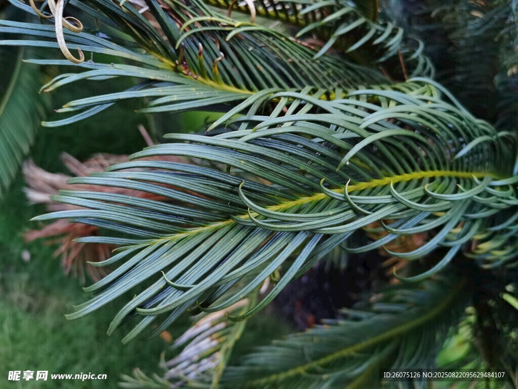 鐵樹葉片特寫