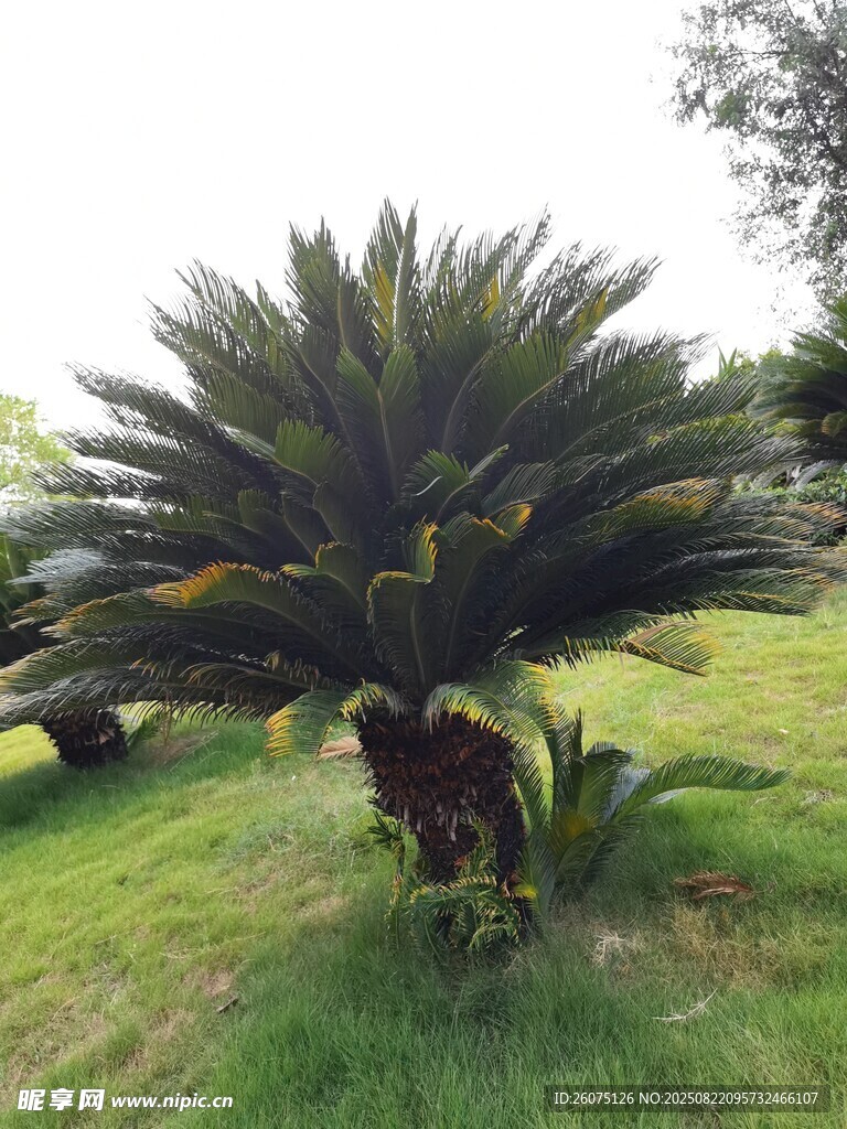 戶外翠綠蘇鐵植物景觀