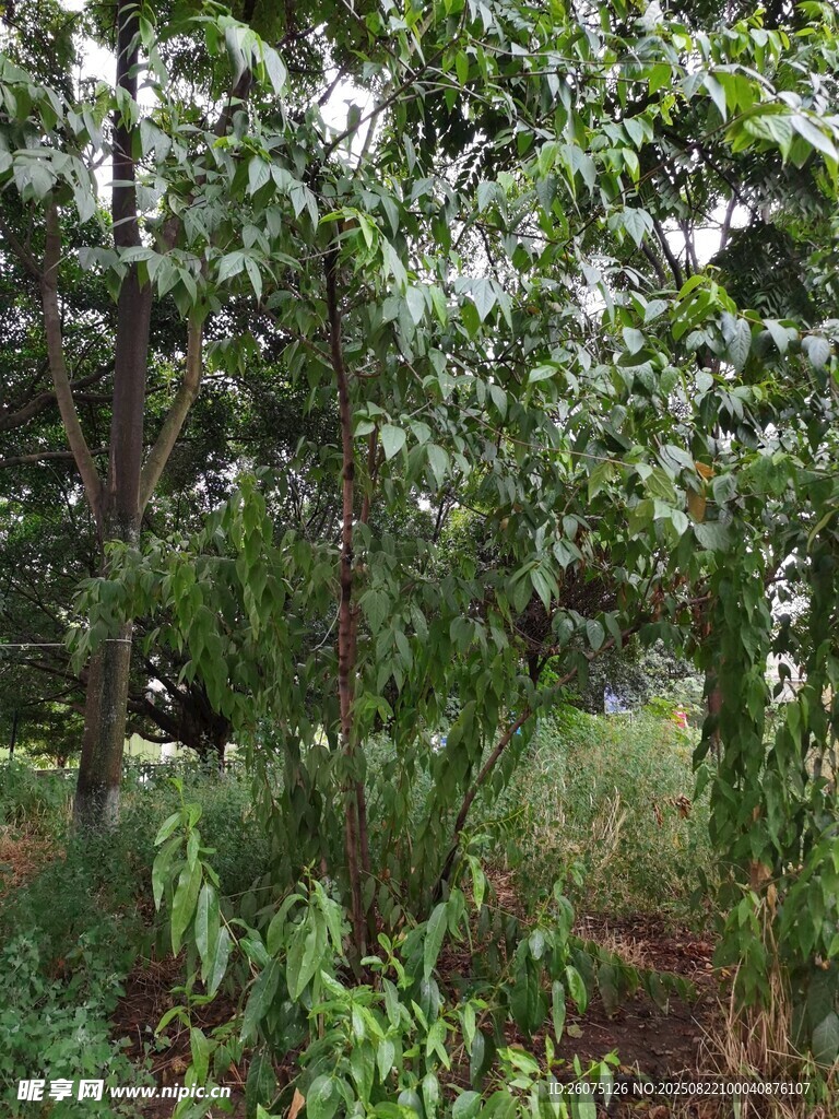 繁茂樹林中的綠意景象