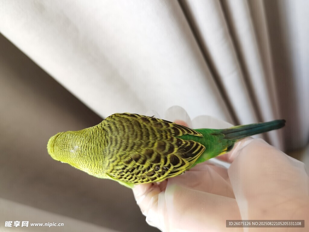 手托黃綠虎皮鸚鵡