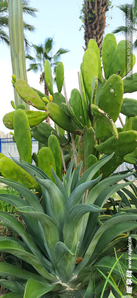 翠綠蘆薈與仙人掌植物特寫