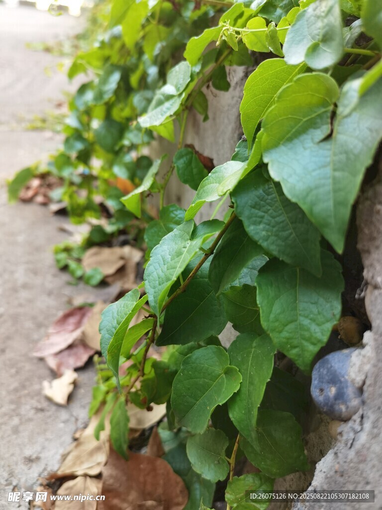 墻邊翠綠藤蔓生機盎然