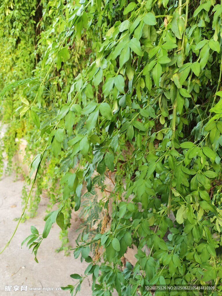 翠綠藤蔓垂掛于小徑旁