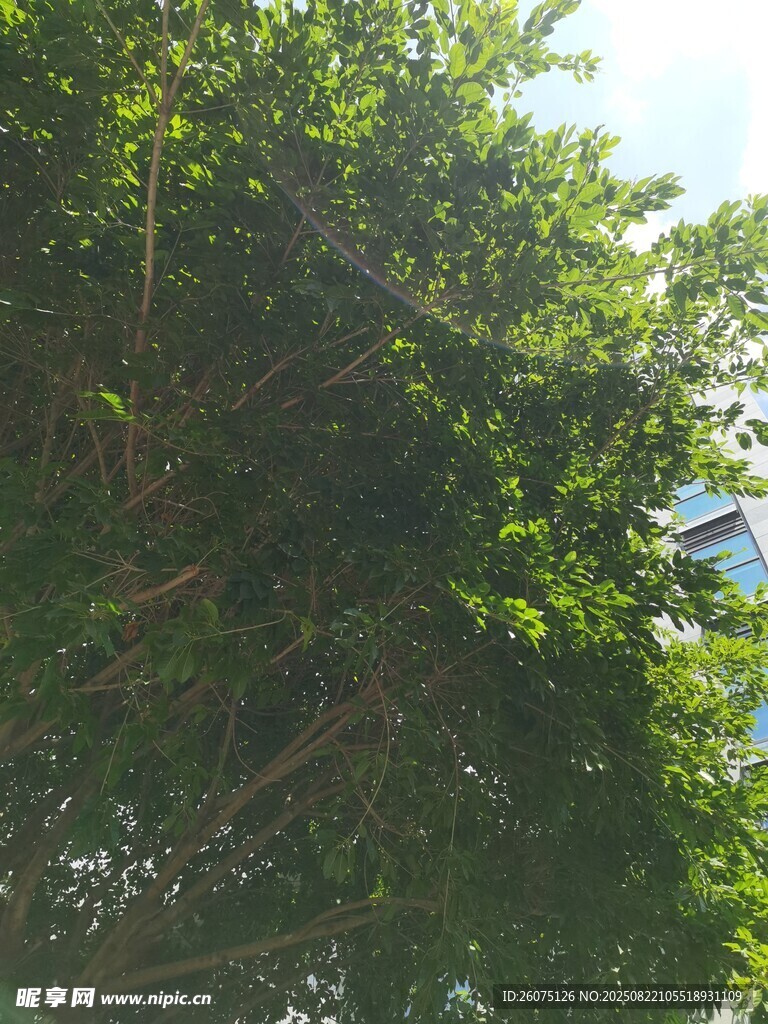 繁茂綠樹與透過的斑駁陽光