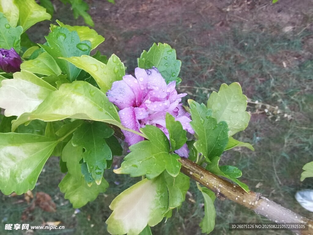 紫色花卉與綠葉特寫