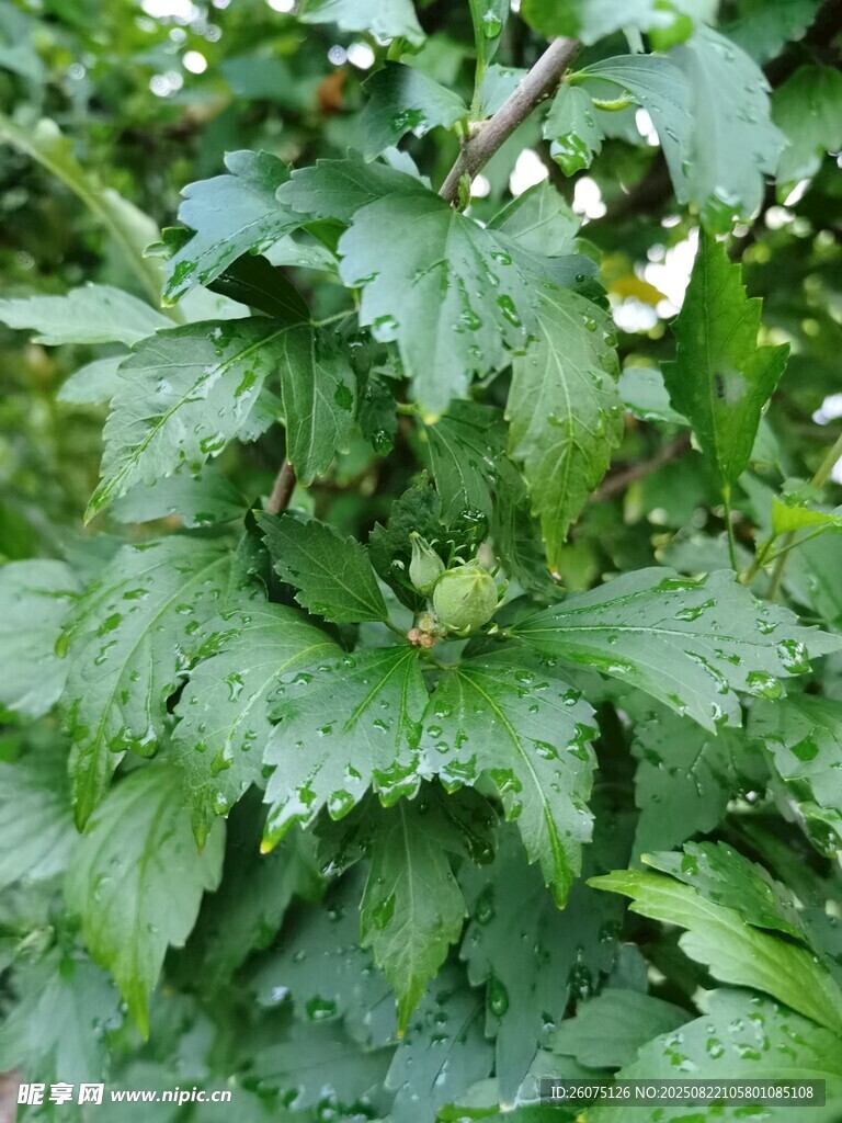 翠綠鮮嫩的蕁麻葉