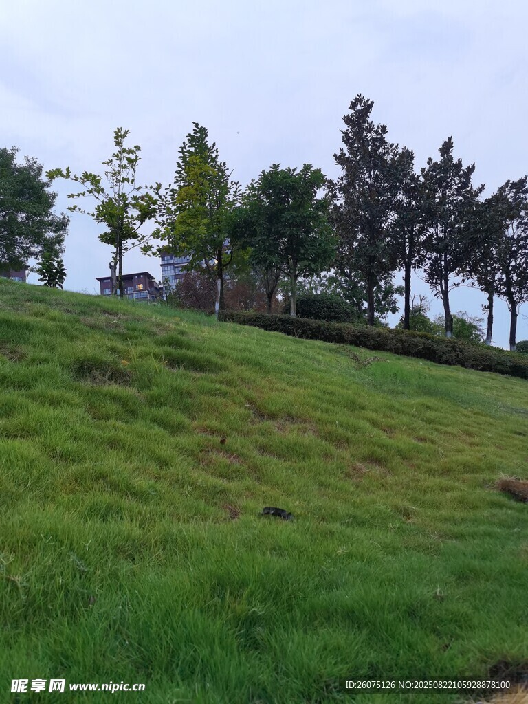 綠意盎然的山坡風景
