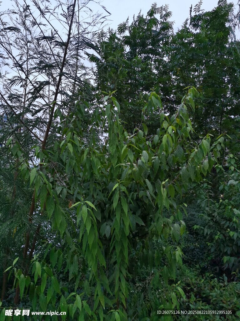 茂密蔥郁的綠色樹(shù)林景觀