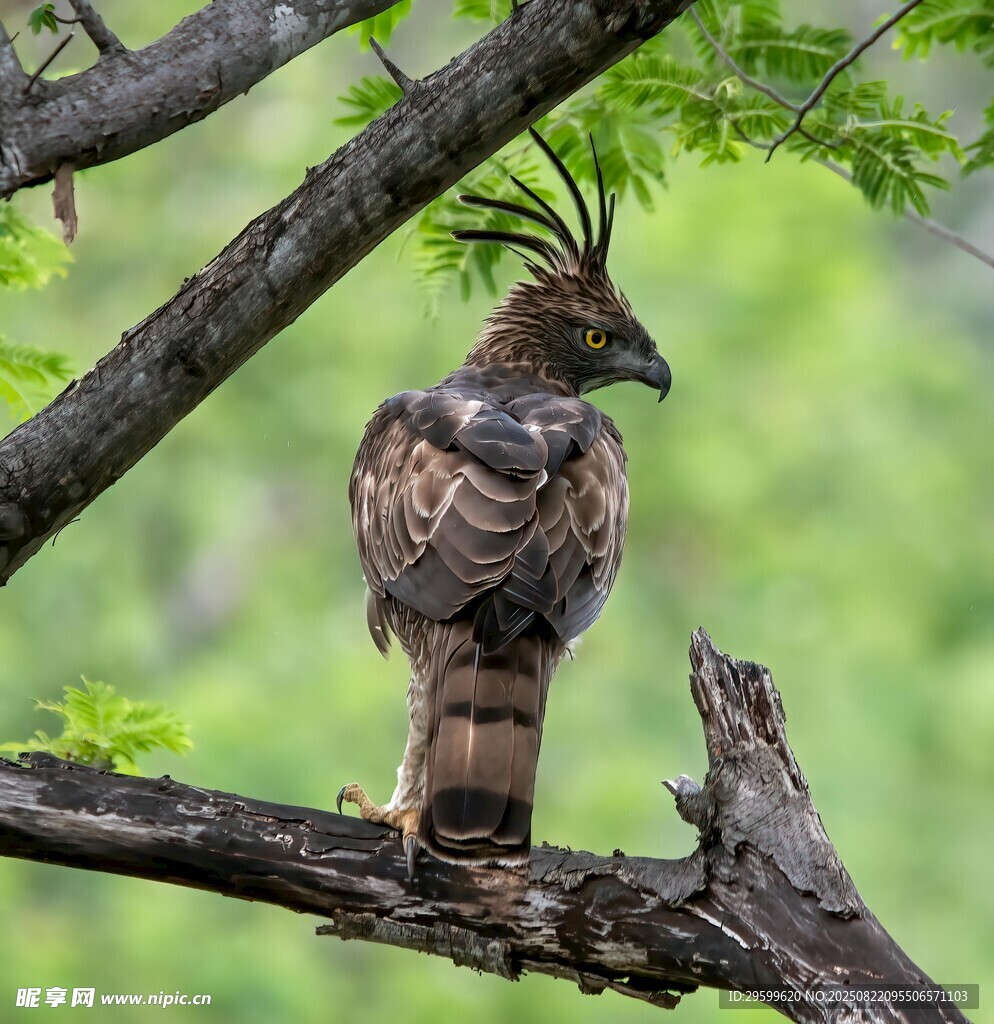枝頭的鳳頭蜂鷹
