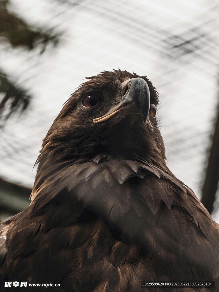 凝視天空的威武雄鷹