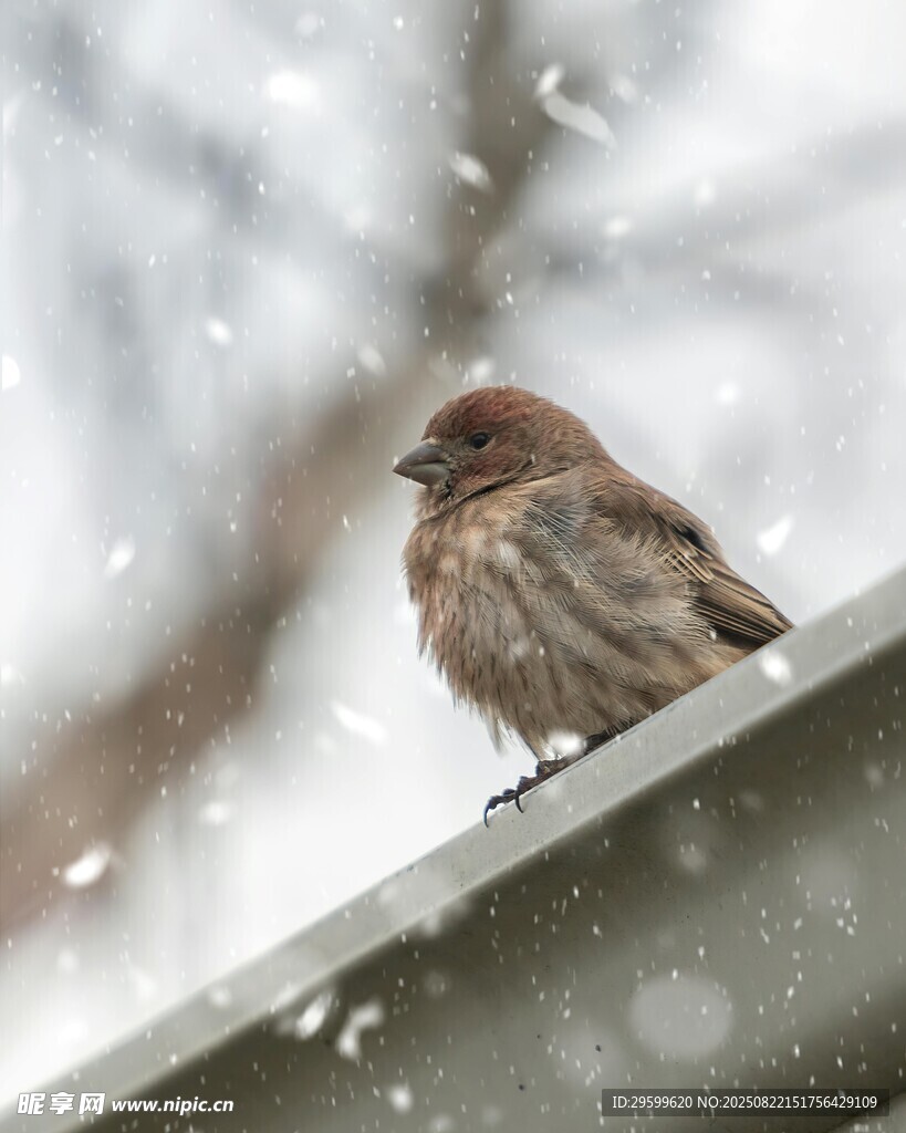 雪中麻雀立于檐上