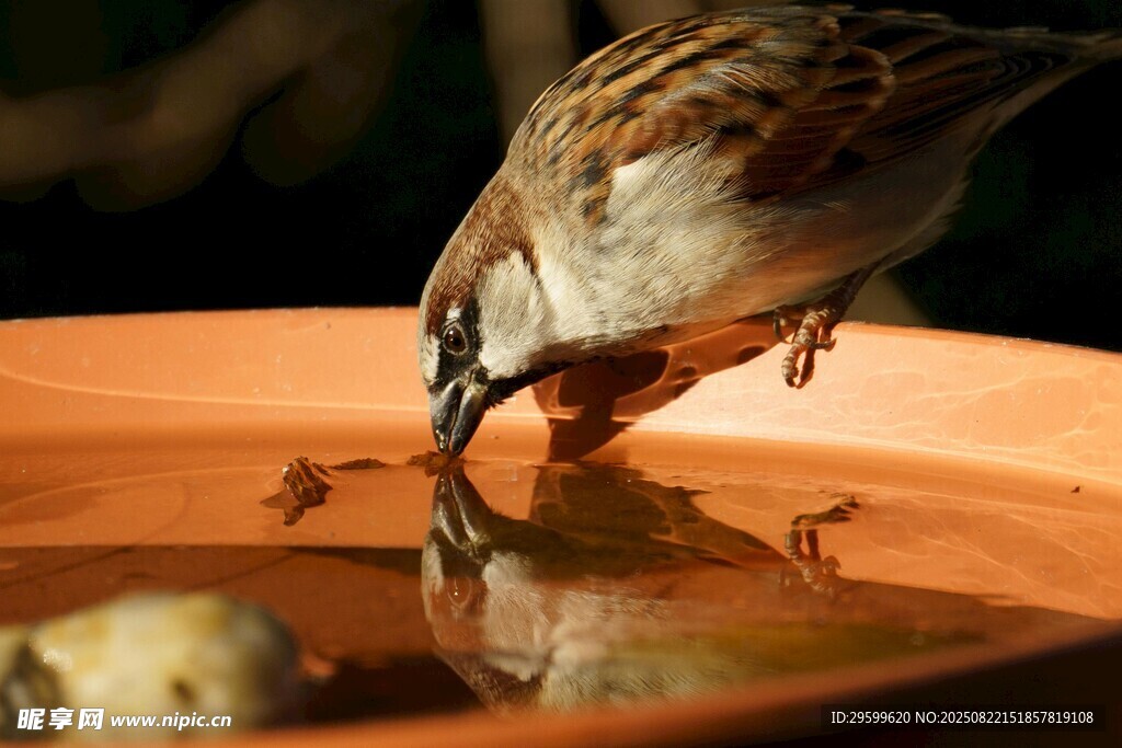 麻雀俯身飲水圖
