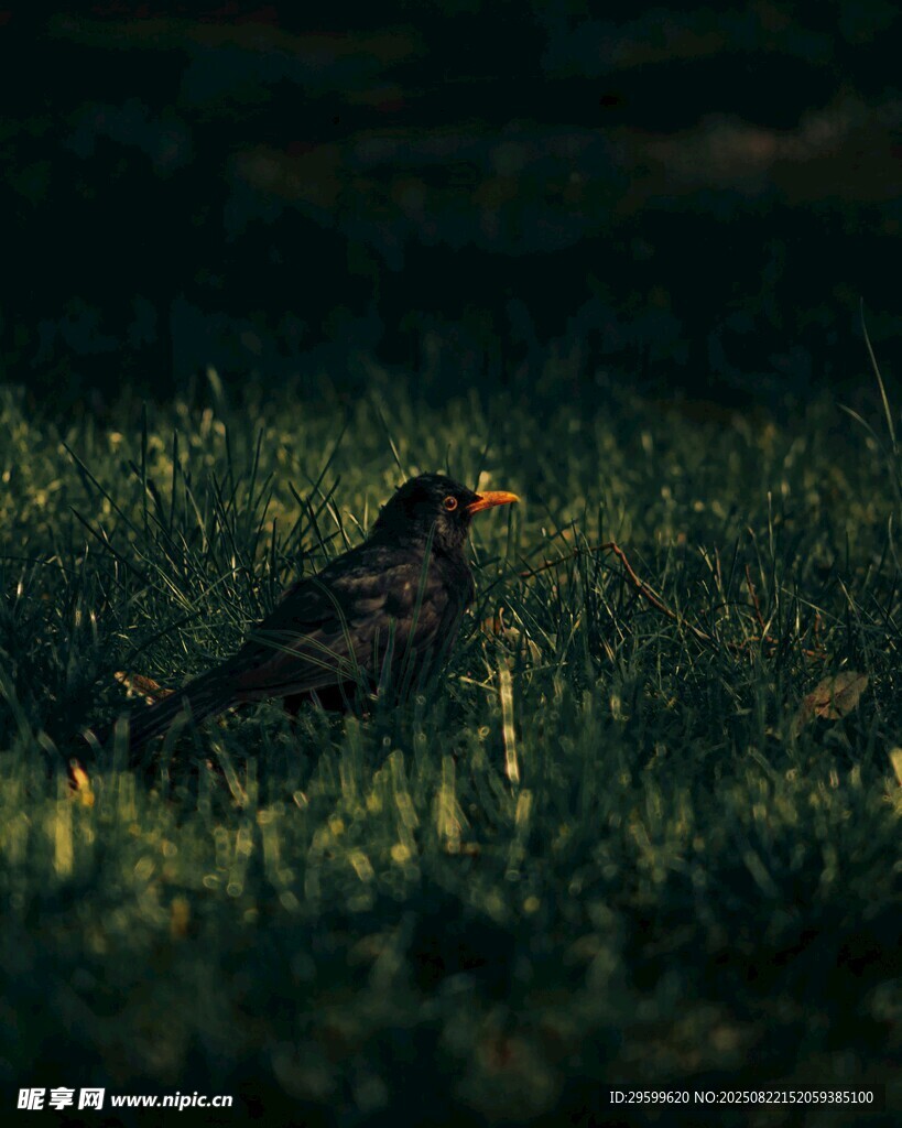 草地上的黑鳥
