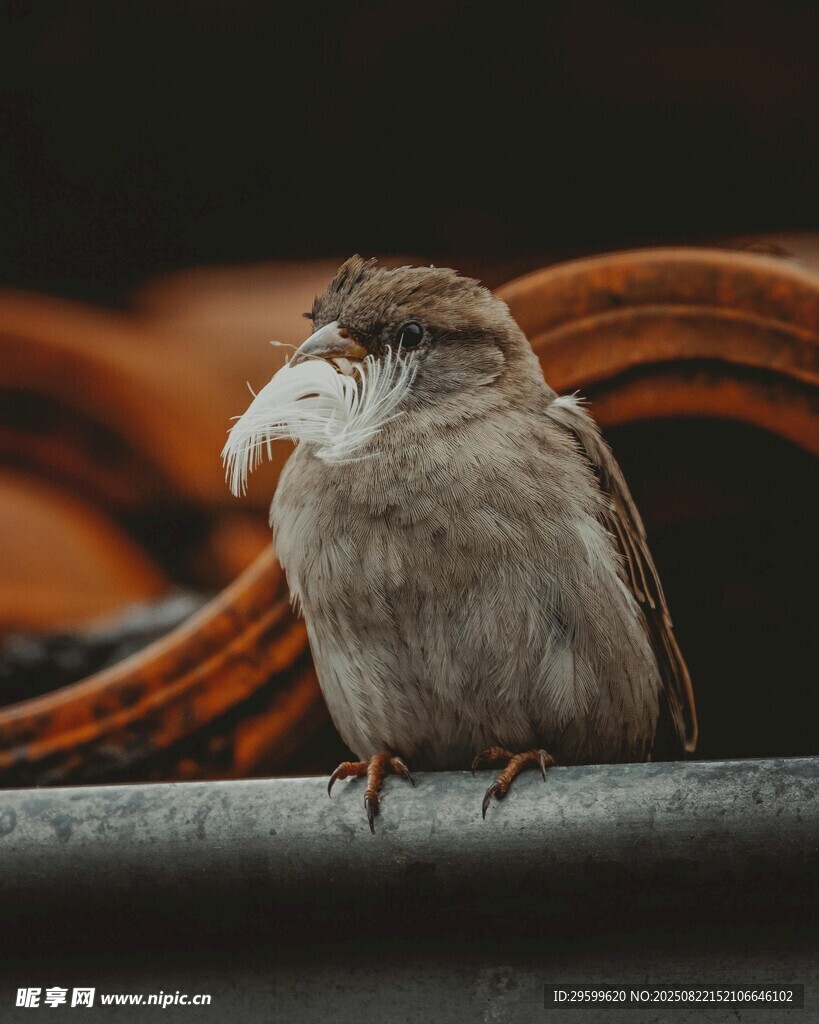 麻雀銜物停于欄桿