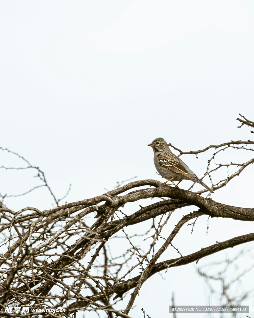 枝頭棲息的鳥