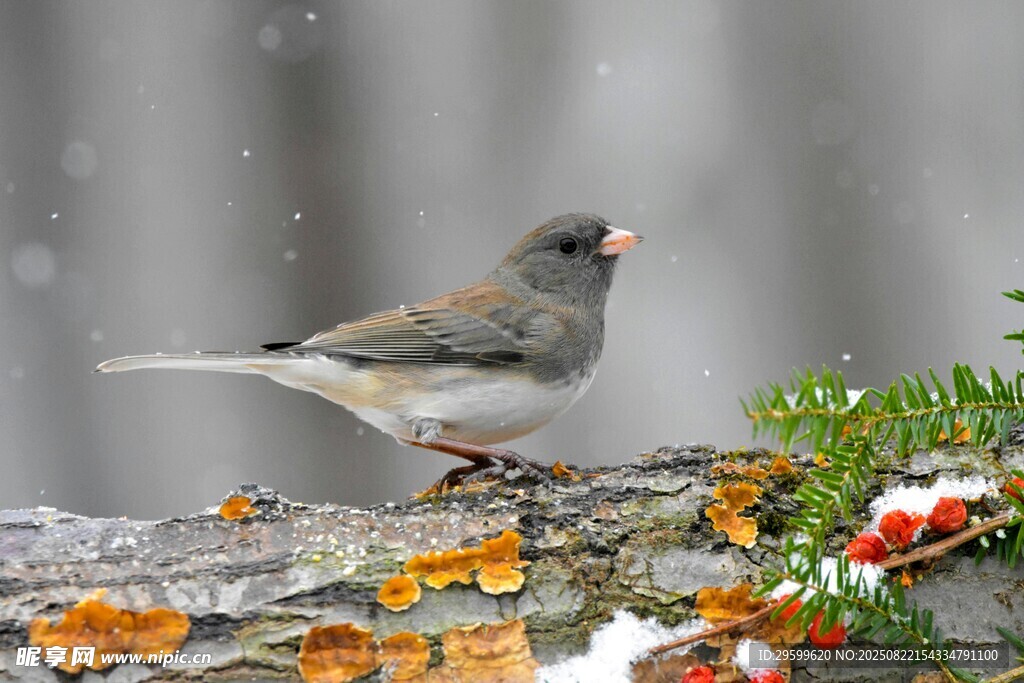 雪中小鳥棲于多彩樹枝間