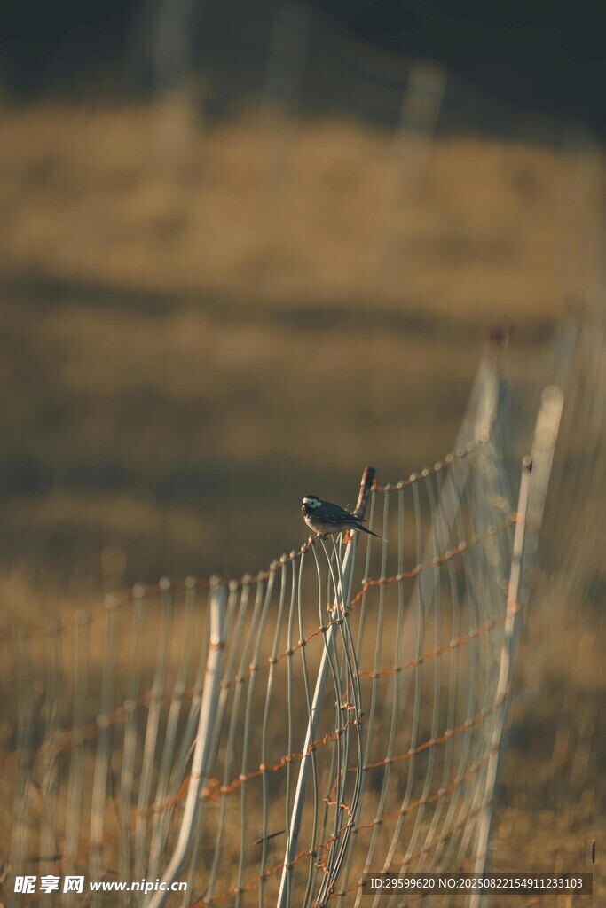孤鳥棲于秋日圍欄