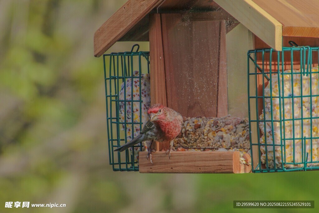 鳥兒在精致鳥舍中進食