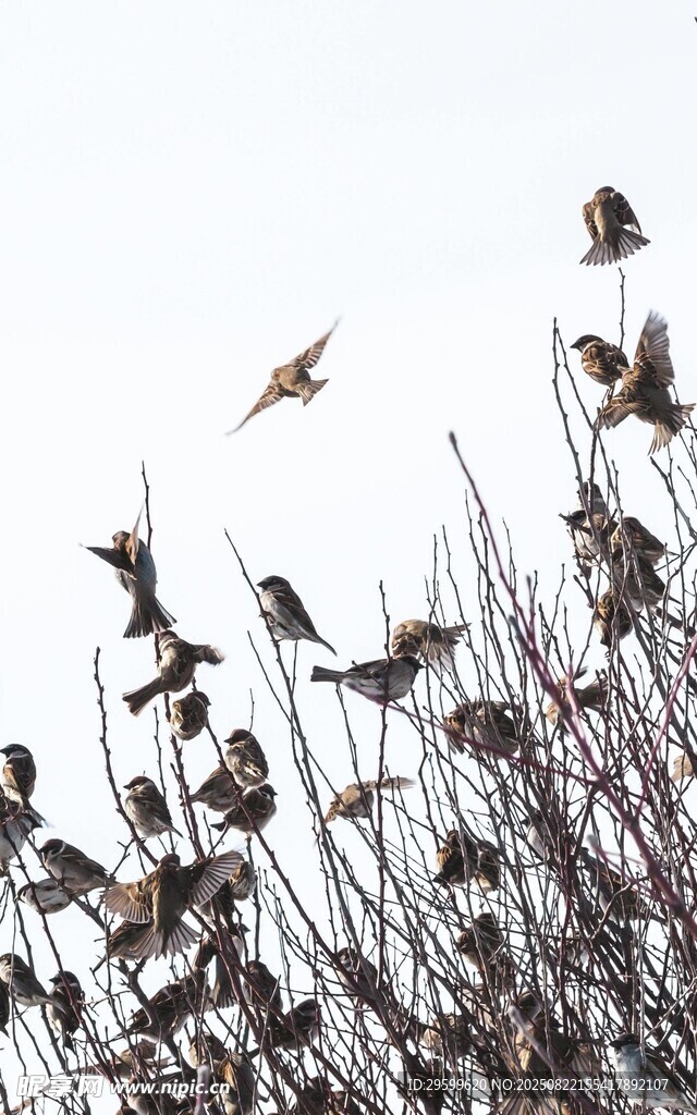 群鳥棲息于枯枝之上