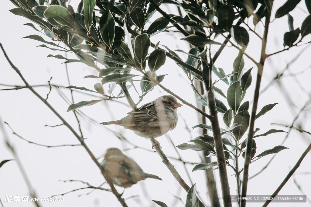 枝頭雙鳥棲