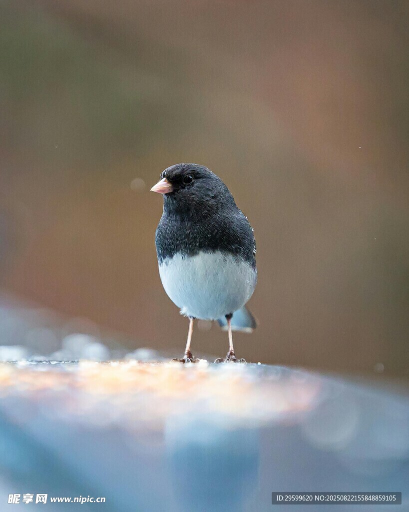 雪地中的小鳥