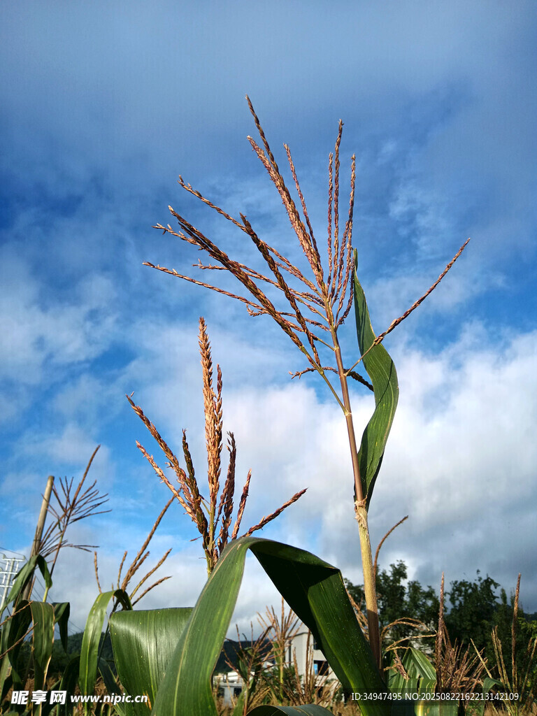 藍(lán)天映襯下的挺拔玉米植株