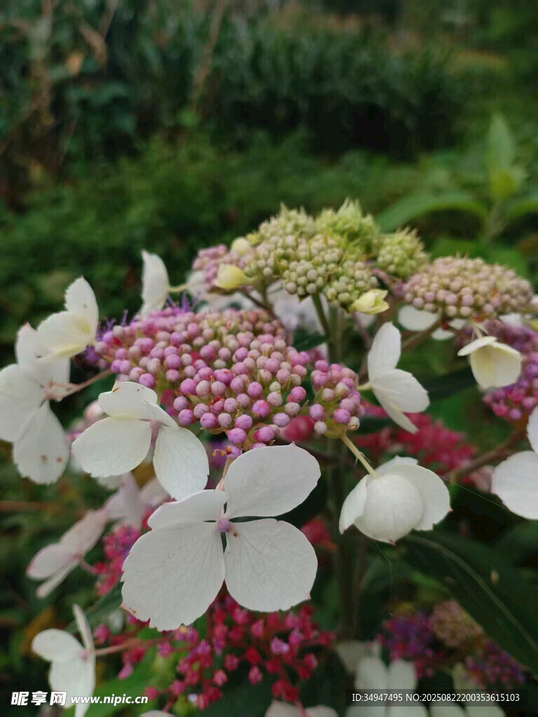 多彩繡球花綻放于綠野
