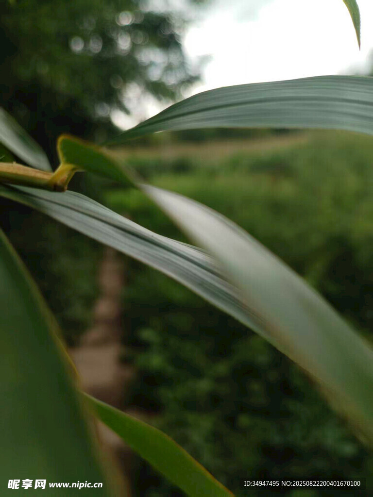 翠綠竹葉特寫
