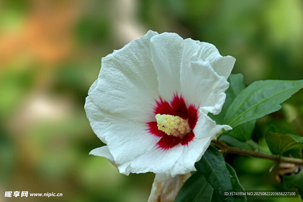 白色木槿花特寫(xiě)