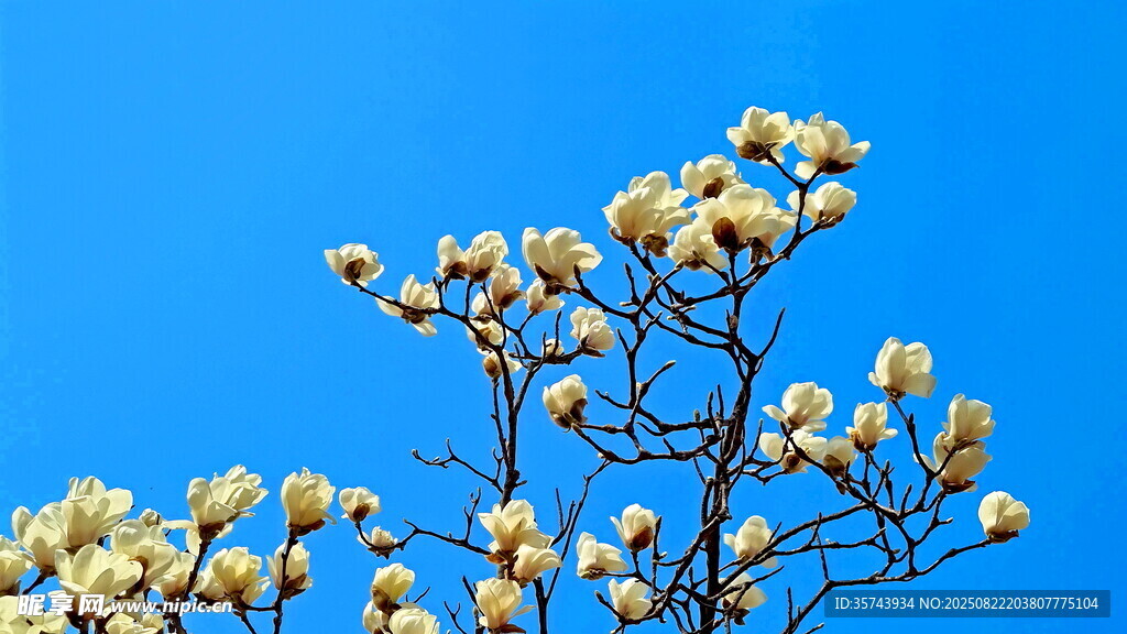 藍天映襯下的玉蘭花枝