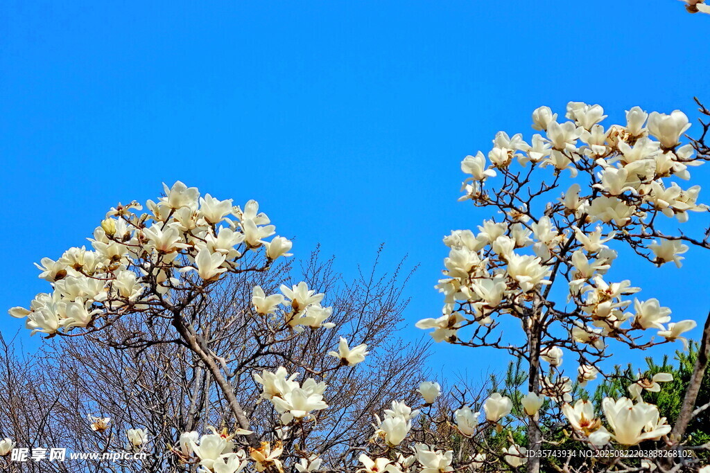 藍(lán)天映襯下的繁花樹木
