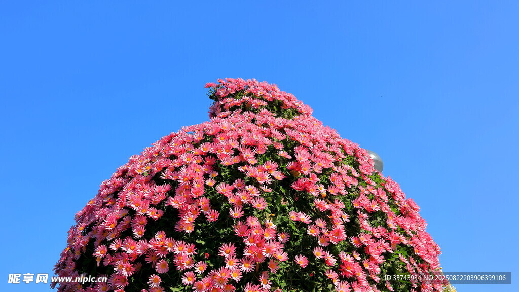 粉色繁花堆砌的球形景觀