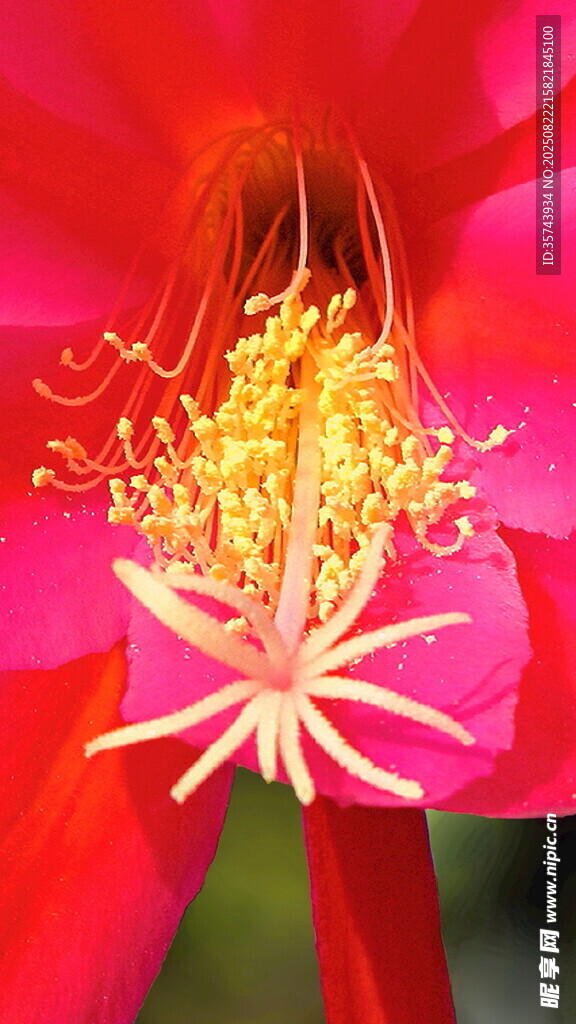 嬌艷綻放的紅色仙人掌花