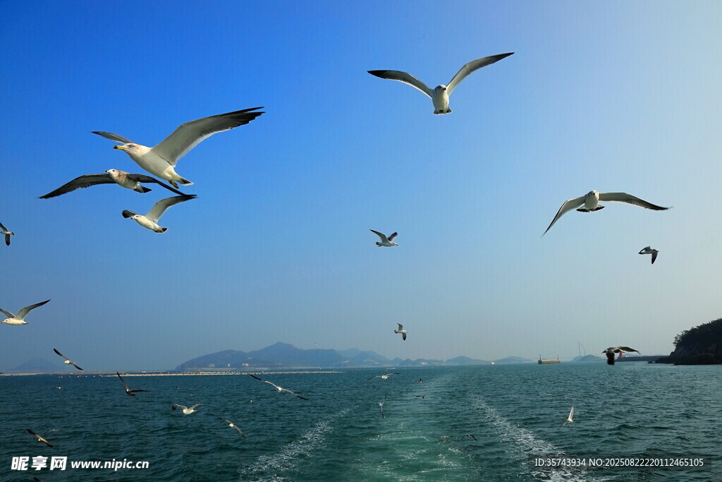 海上群鷗飛翔美景