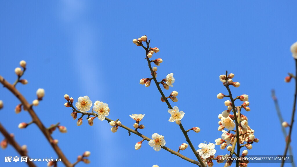 枝頭綻放的潔白小花
