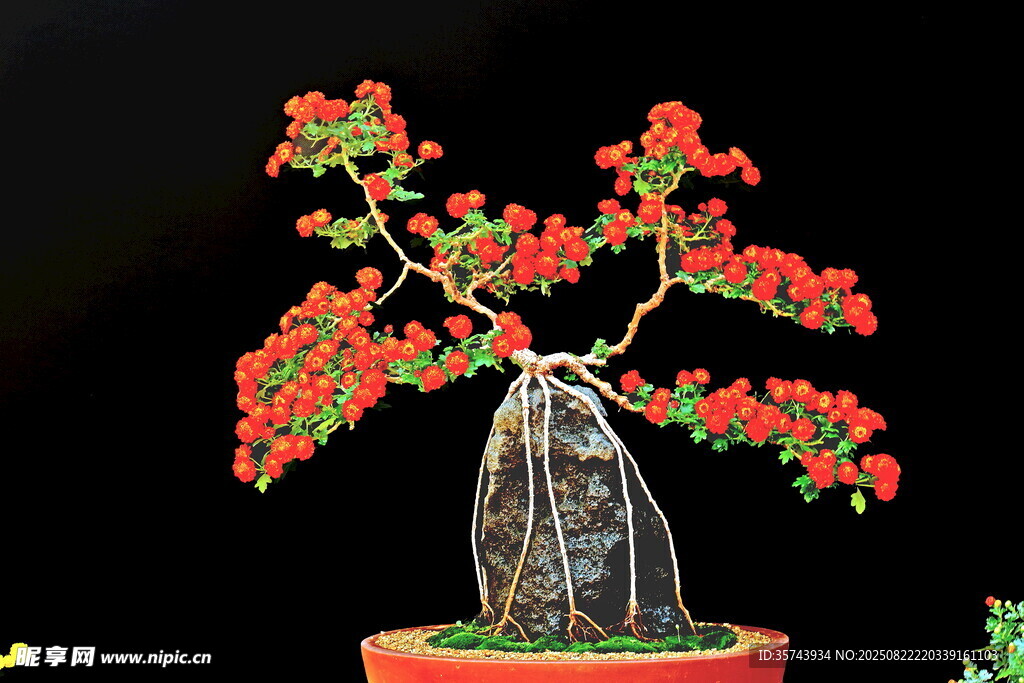 精致紅色盆景樹藝術(shù)造型