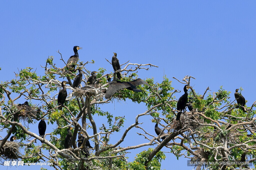 樹上群鳥棲息