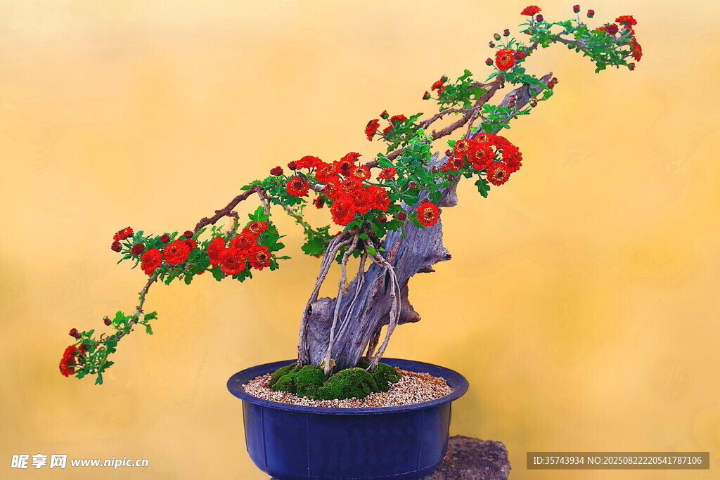 紅花盆景盡顯自然雅致