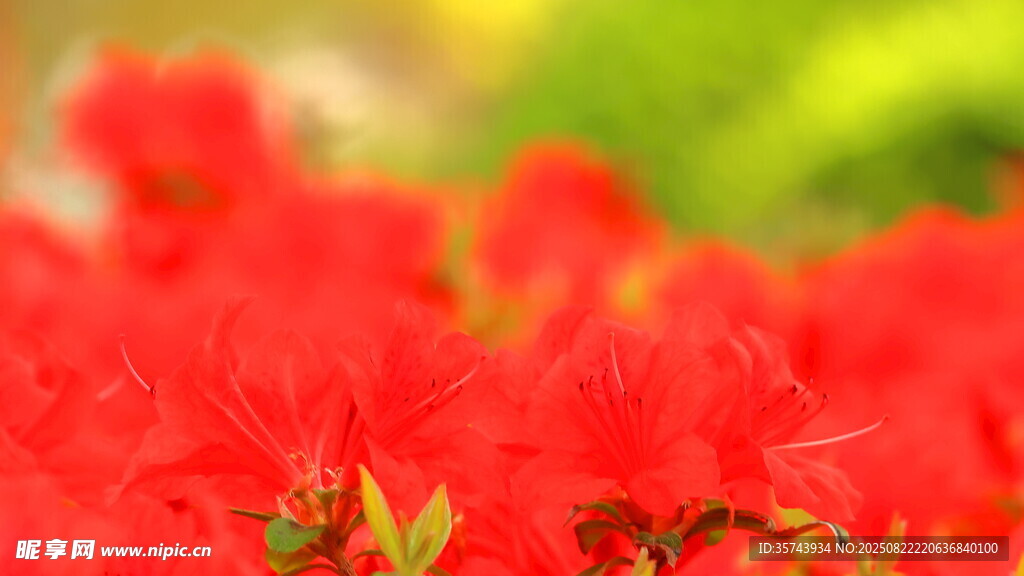 鮮艷紅花朵特寫