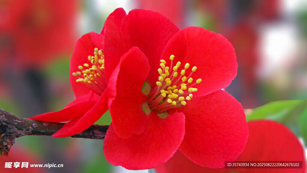 嬌艷紅海棠花枝頭綻放