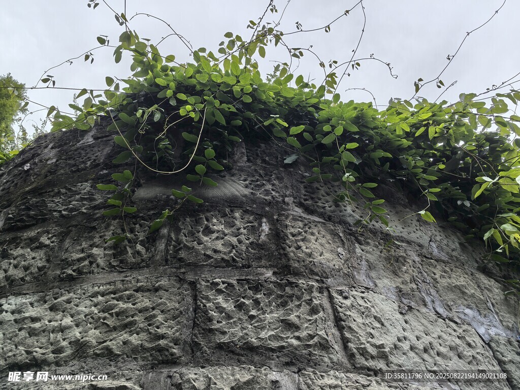 石墻上的翠綠藤蔓